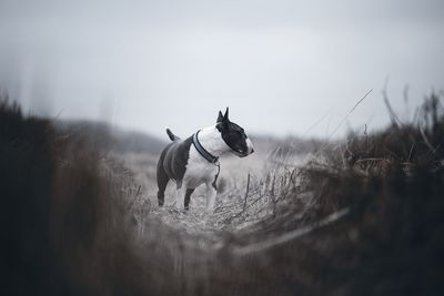 Bullterrier dog in field