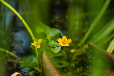 Close-up of yellow flowering plant