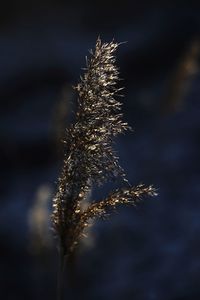 Close-up of wilted plant during winter