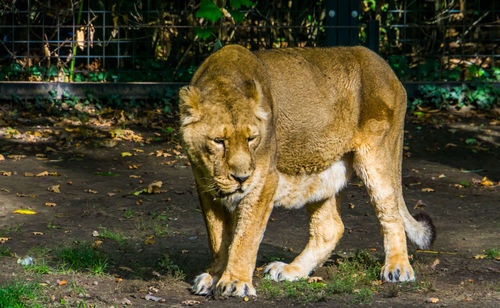 Cat walking on a land