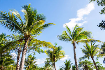 Low angle view of palm trees against sky