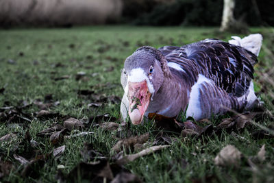 View of bird on grassy field