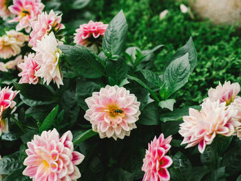 High angle view of pink flowering plants