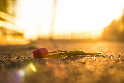 Close-up of flowering plant on land against sky