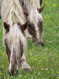 Horse on field
