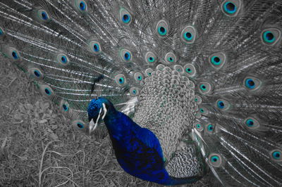 Close-up of peacock