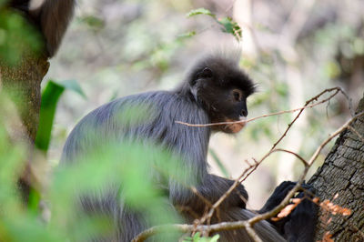 Monkey looking away on tree branch in zoo