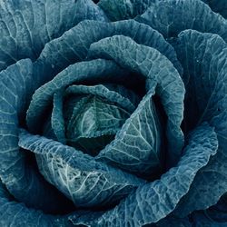 Full frame shot of cabbage