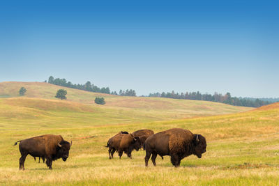 Bisons grazing on landscape against clear sky