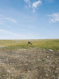 View of a reindeer on a rocky plateau