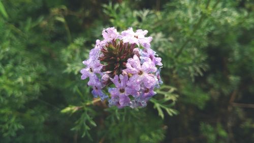 Close-up of purple flowers blooming outdoors