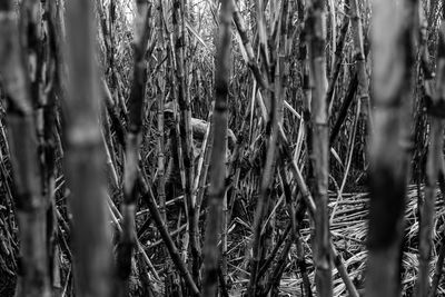 Close-up of bamboo trees in forest