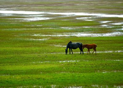 Horses grazing on field