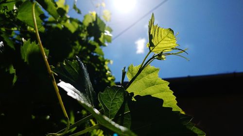 Close-up of yellow plant on sunny day