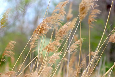 Close-up of stalks in field