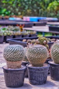 Close-up of succulent plants on table