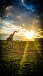 Scenic view of grassy field against sky at sunset