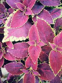 Full frame shot of pink leaves