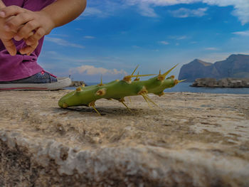 Close-up of hand holding insect