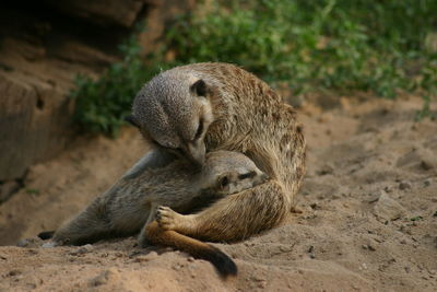Close-up of meerkats on sand