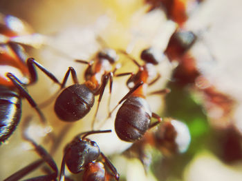 Close-up of insect
