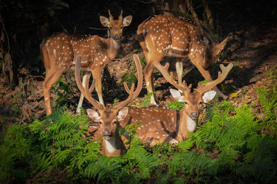 Deer in a forest