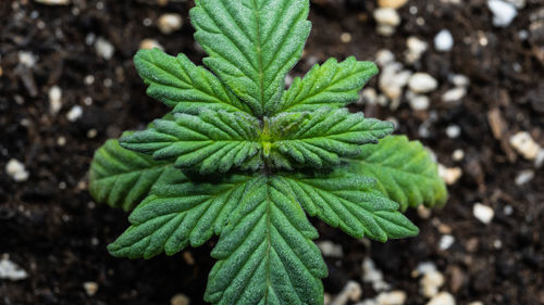 High angle view of plant growing on field