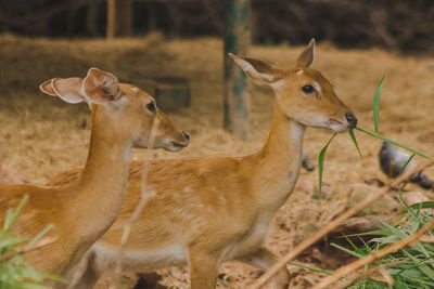 Deer in a field