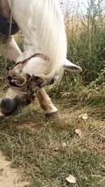 High angle view of horse on field