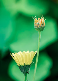 Close-up of yellow flower