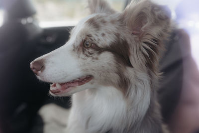 Red merel border collie leia