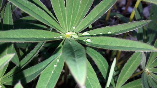 Close-up of water drops on leaf