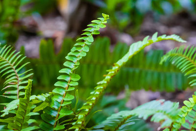 Close-up of fern leaves