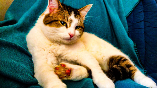 Portrait of cat sitting on carpet