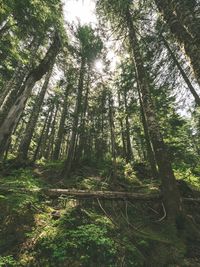 Low angle view of trees in forest