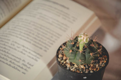 High angle view of potted plant on book