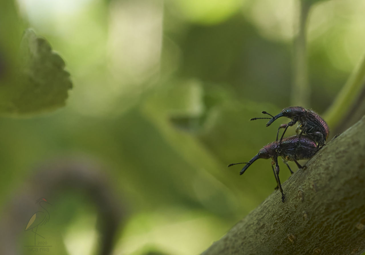 animal themes, animal wildlife, animal, insect, wildlife, green, one animal, nature, close-up, macro photography, plant, no people, leaf, focus on foreground, flower, plant part, outdoors, selective focus, day, ant, tree, animal body part, animal wing, beauty in nature, environment, forest