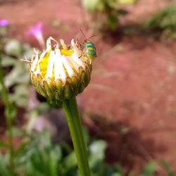 Close-up of insect on yellow flower