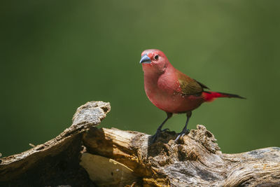 Close-up of bird perching on branch