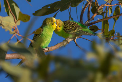 Budgerigars perching on branch