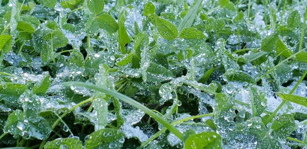 Full frame shot of wet leaves