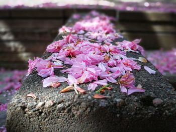 Close-up of pink cherry blossoms