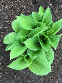 Close-up of green leaves