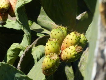 Close-up of succulent plant