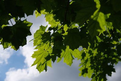 Low angle view of leaves on tree against sky