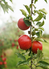 Apple tree detail in orchard