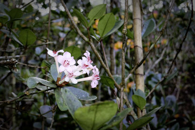 Close-up of white flowers blooming on tree