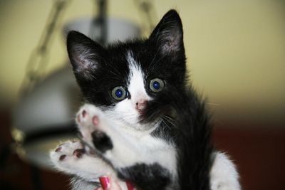 Close-up portrait of a cat