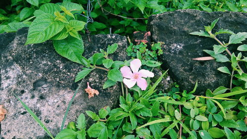 Full frame shot of white flowers