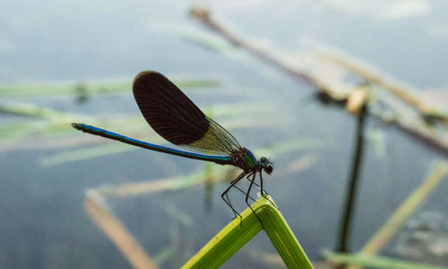 Macro shot of dragonfly on plant